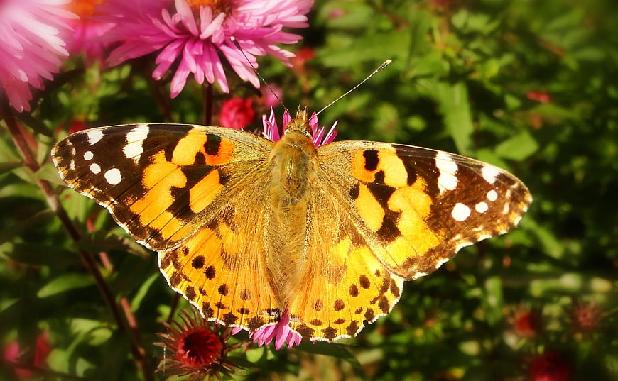 Painted Lady Butterfly on Pink Flower in Garden