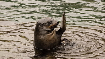 Sea Lion Waving Paw in Water