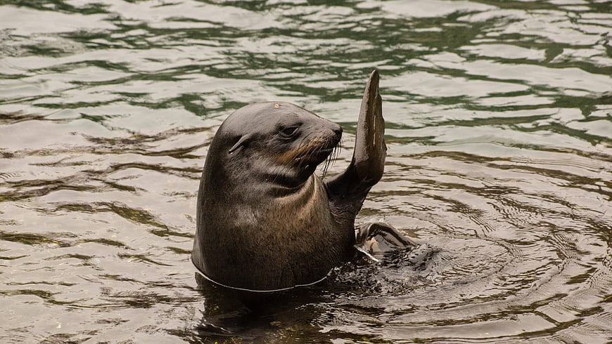 Sea Lion Waving Paw in Water