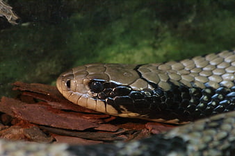 Close-up of a Black-necked Cobra Snake Head