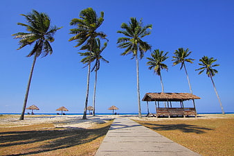 Tropical Beach Pathway with Palm Trees and Thatched Hut