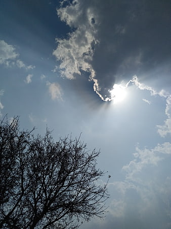 Sun rays breaking through clouds above bare tree silhouette