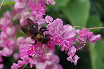 Carpenter Bee Pollinating Pink Coral Vine Flowers