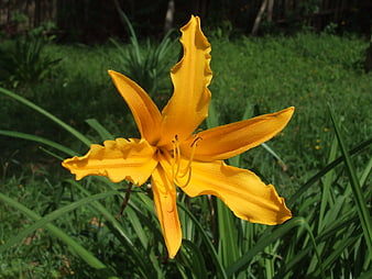Vibrant yellow daylily flower blooming in a green garden