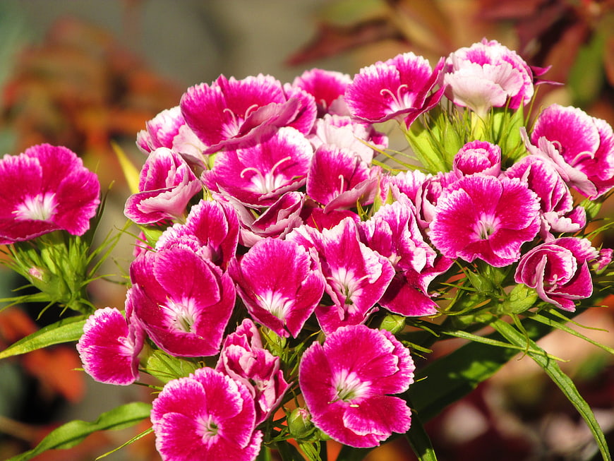 Vibrant pink and white dianthus flowers in a garden