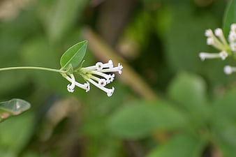 Close-up of white jasmine flowers on green vine