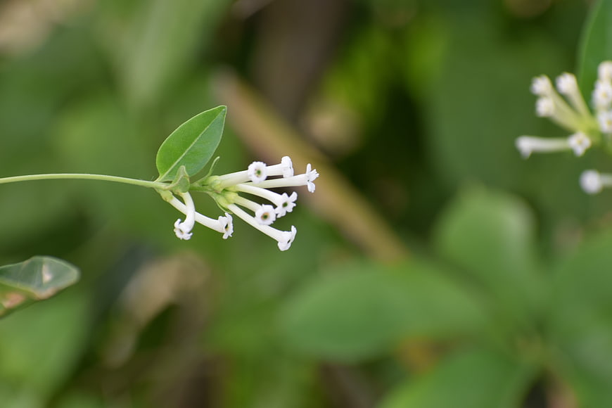 Close-up of white jasmine flowers on green vine