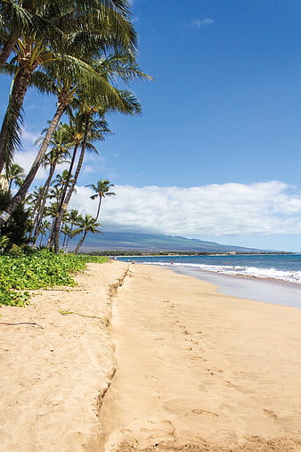 Tropical Beach Scene With Palm Trees And Blue Ocean Horizon