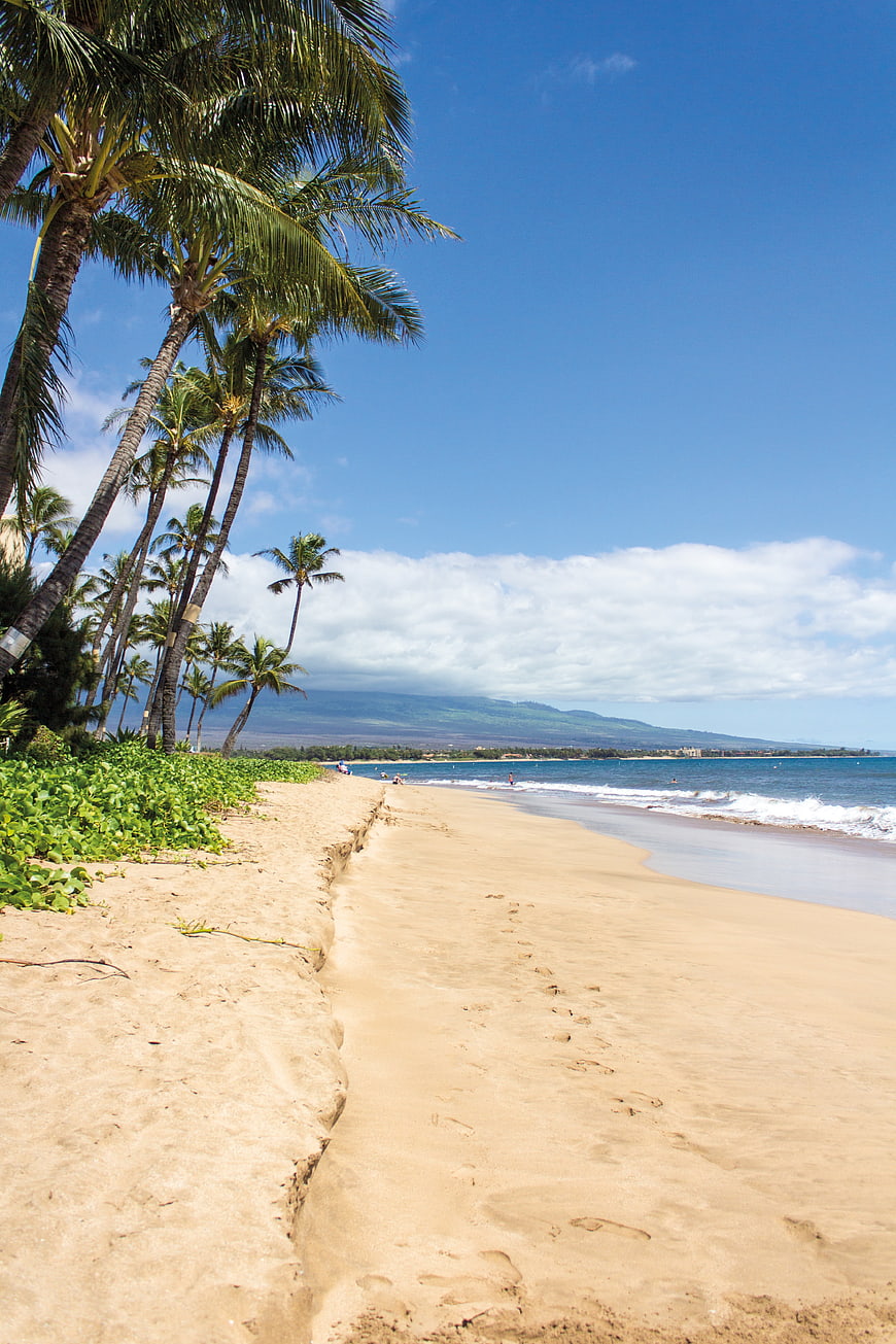 Tropical Beach Scene With Palm Trees And Blue Ocean Horizon
