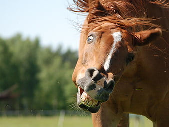 Close-up of a brown horse with a funny expression and visible teeth