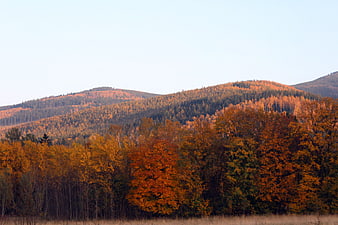 Vibrant Autumn Forest on Rolling Hills with Blue Sky