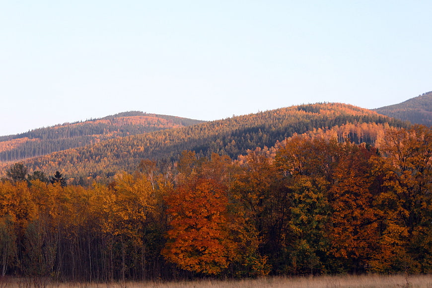 Vibrant Autumn Forest on Rolling Hills with Blue Sky