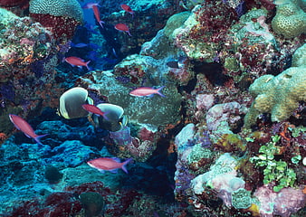 Vibrant Coral Reef With Colorful Tropical Fish Underwater