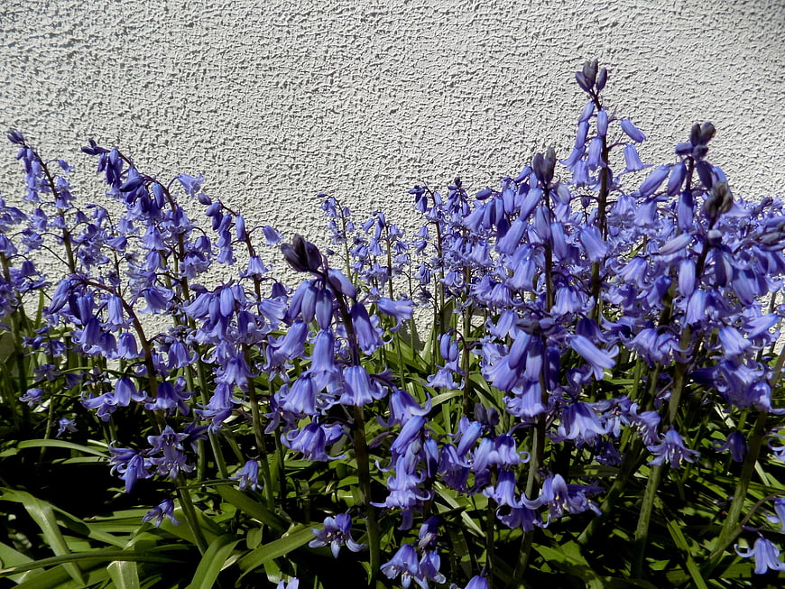 Vibrant Bluebell Flowers Blooming Against a White Wall