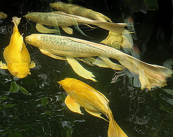 Golden Koi Fish Swimming in Dark Pond Water