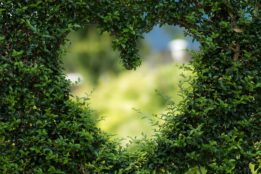 Heart-shaped bush frame with blurred garden background