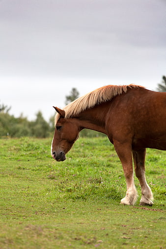 Brown Horse Grazing in Green Pasture