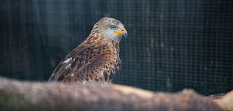 Close-up of a captive hawk perched on a branch