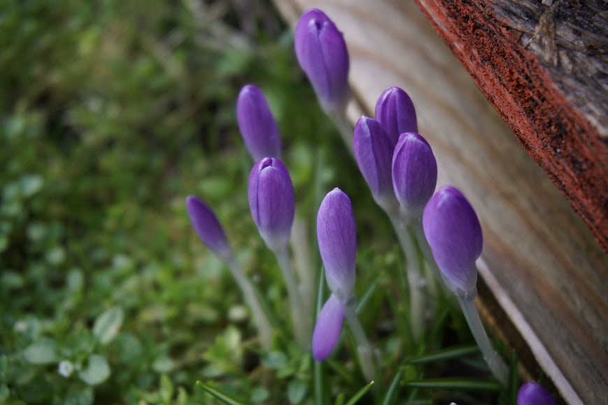 Purple Crocus Buds Growing Near Wooden Fence