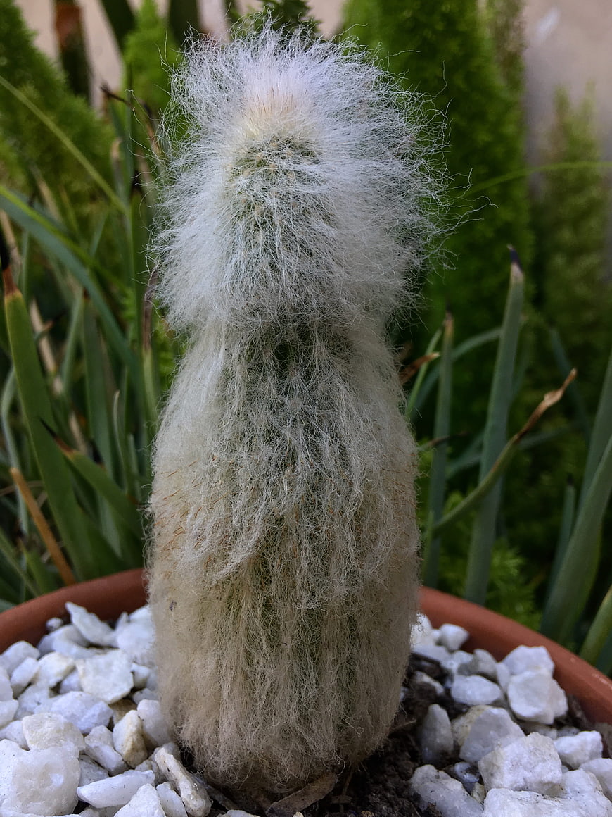 Close-up of fuzzy white cactus in terracotta pot with pebbles