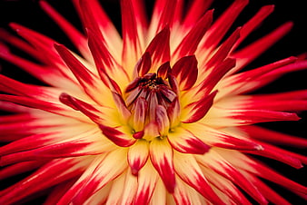 Close-up of vibrant red and yellow dahlia flower on black background