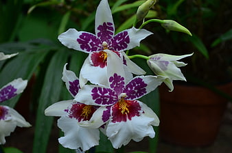 White and Purple Oncidium Orchid Blooms Close-Up