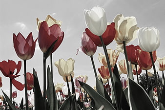 Selective Color Tulips Against Gray Sky