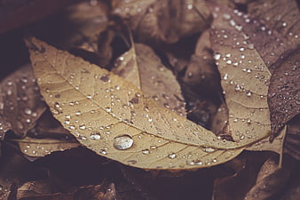 Close-up of wet autumn leaves with water droplets