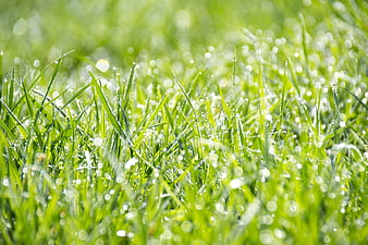 Fresh Green Grass with Morning Dew Drops and Bokeh Background