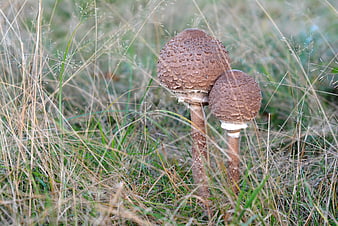 Two brown parasol mushrooms growing in tall grass