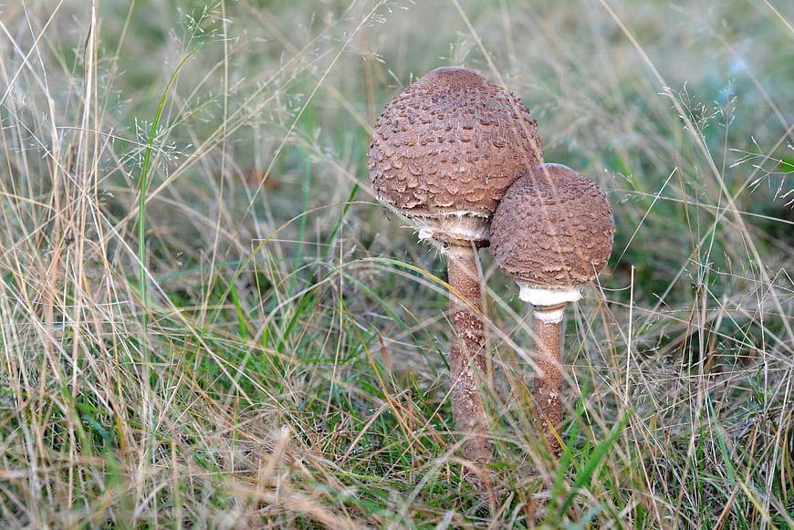 Two brown parasol mushrooms growing in tall grass