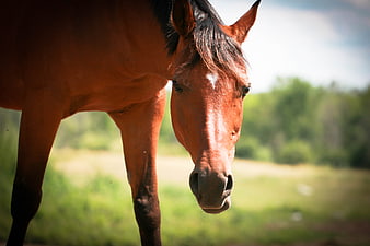 Close-up Portrait of Brown Horse in Green Pasture