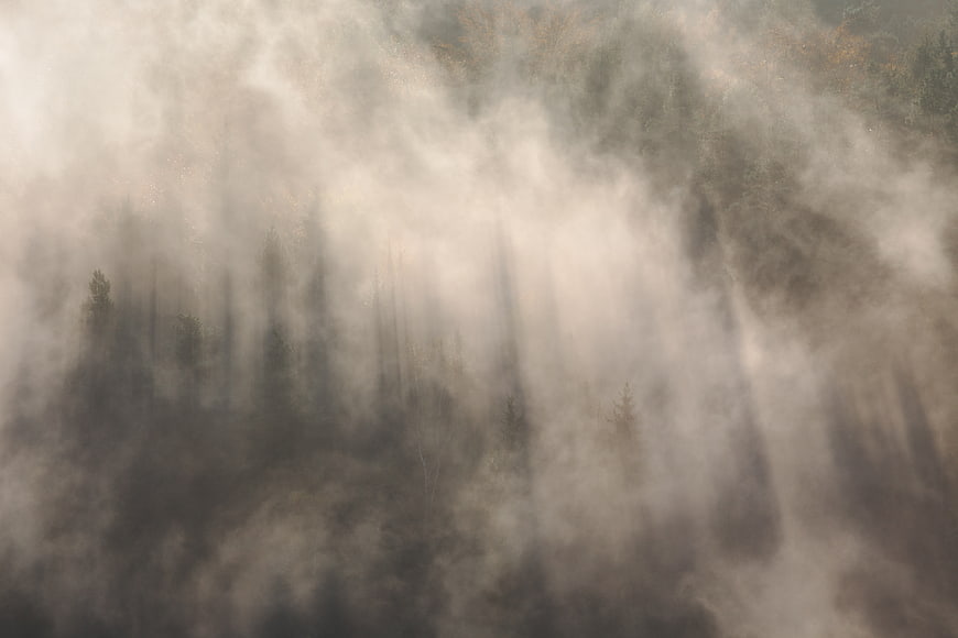 Misty forest landscape with foggy trees and moody atmosphere