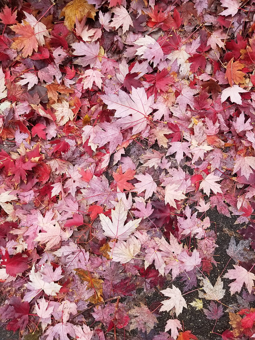 Top view of colorful autumn maple leaves on pavement