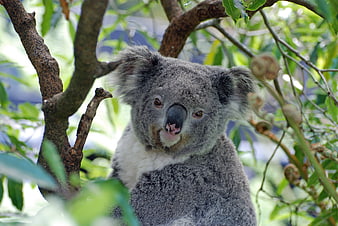 Close-up portrait of a koala sitting in a tree with green leaves