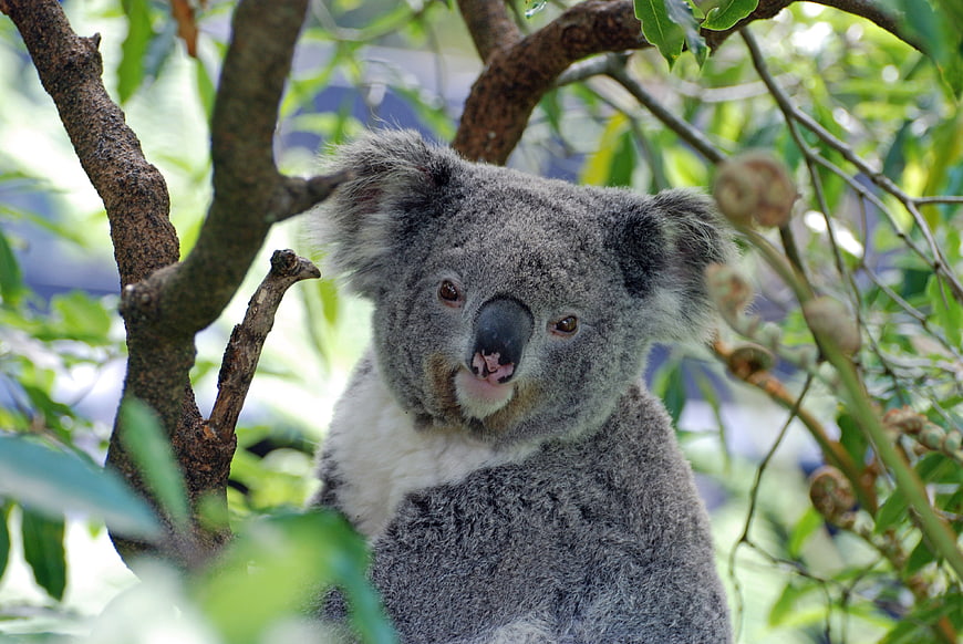 Close-up portrait of a koala sitting in a tree with green leaves