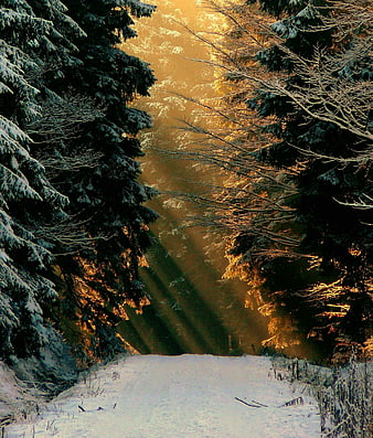 Sunbeams through snowy winter forest path