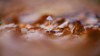 Tiny white mushroom growing among autumn leaves
