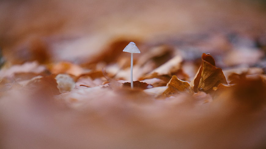 Tiny white mushroom growing among autumn leaves
