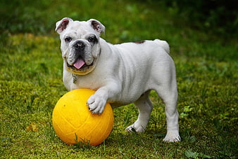 White English Bulldog Puppy Playing With Yellow Ball On Green Grass