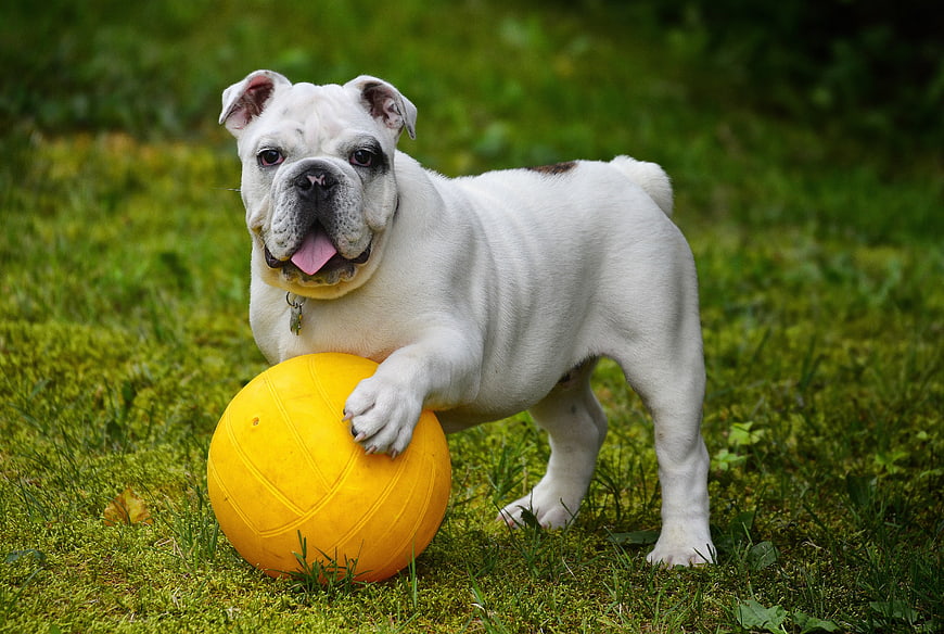 White English Bulldog Puppy Playing With Yellow Ball On Green Grass