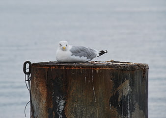 Seagull resting on rusty metal piling by the sea