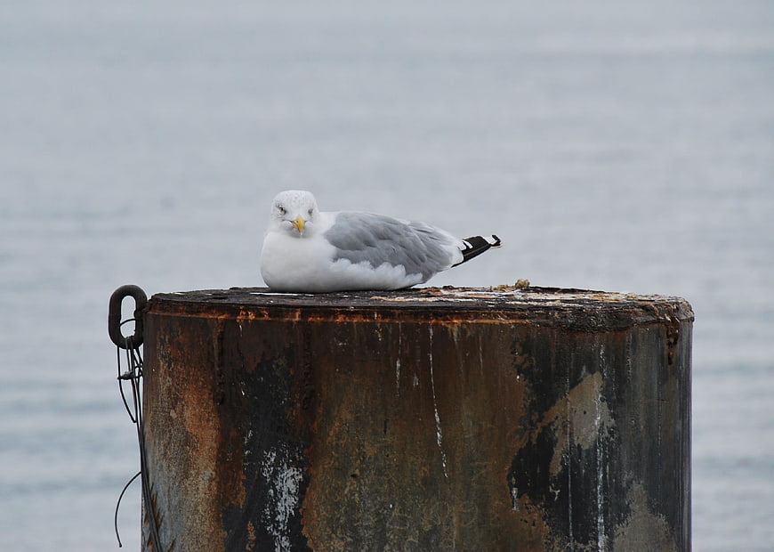 Seagull resting on rusty metal piling by the sea