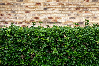 Green hedge against textured brick wall background