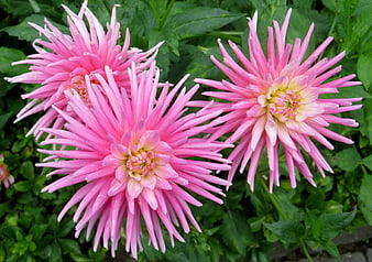 Vibrant Pink Cactus Dahlias in Green Garden