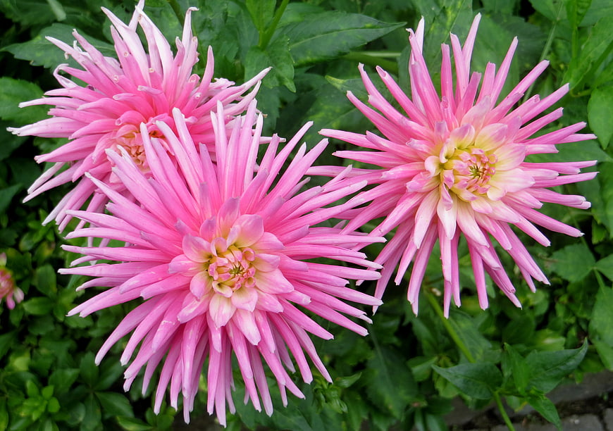 Vibrant Pink Cactus Dahlias in Green Garden