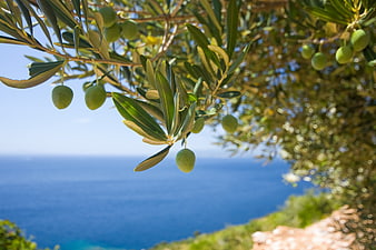 Green olives on tree branch with blue sea background