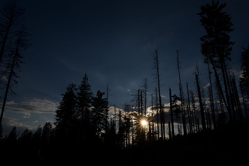 Silhouetted forest trees against dramatic sunset sky