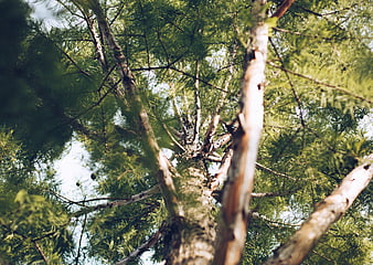 Low angle view looking up through pine tree branches