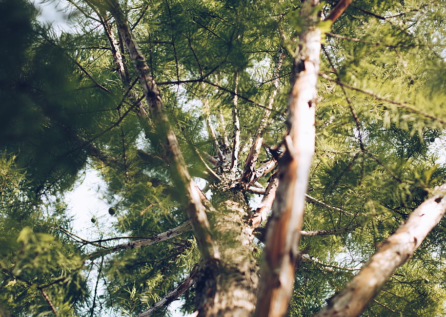 Low angle view looking up through pine tree branches